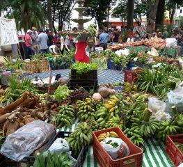 Solidariedade ao acampamento Quilombo Campo Grande