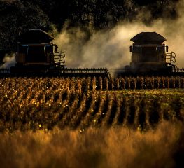Governo Tarcísio beneficia desmatadores e famílias do agro com terras de SP